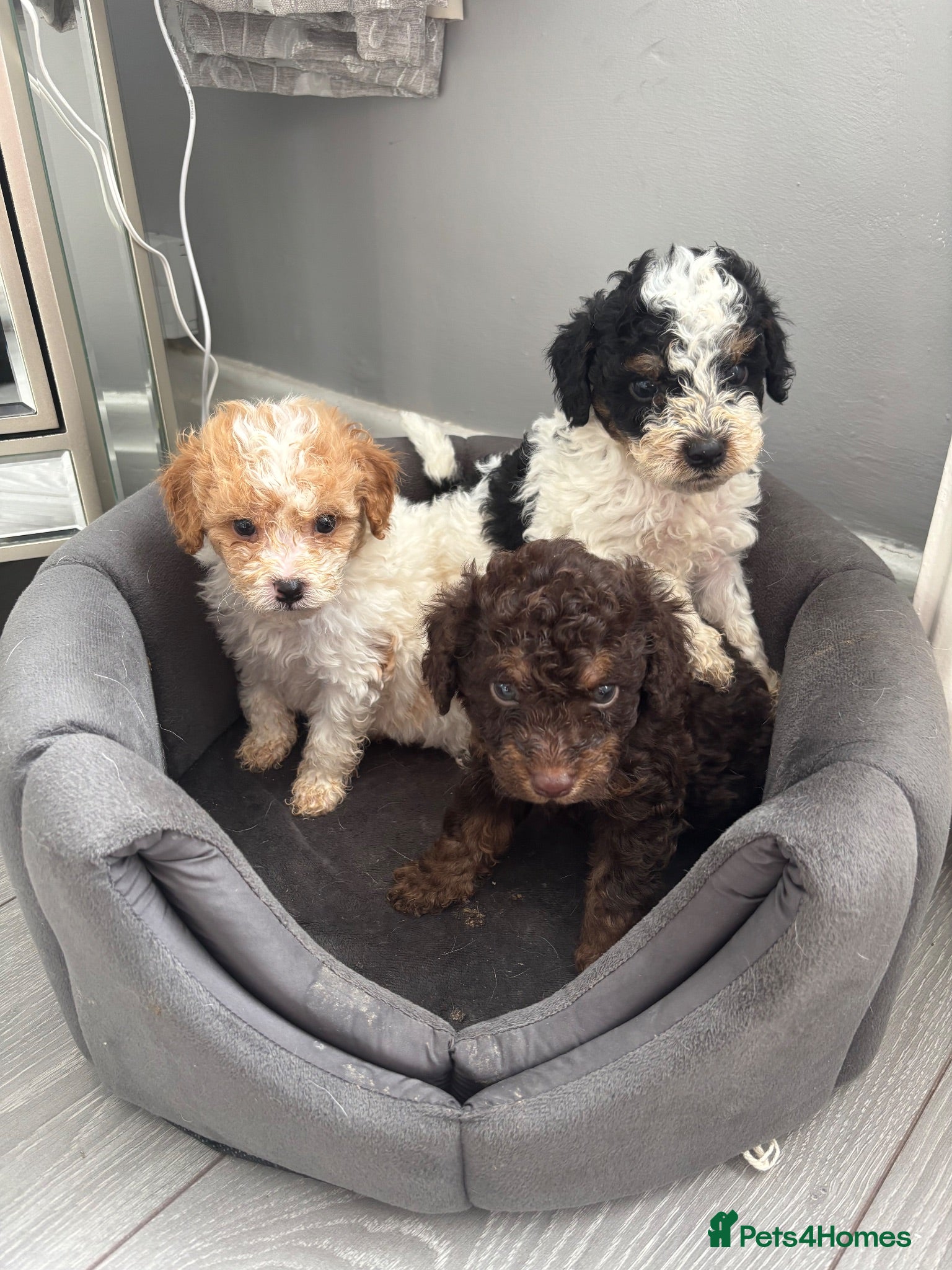 Cavapoo dogs F1BB tiny Cavapoo puppies  - Advert 1