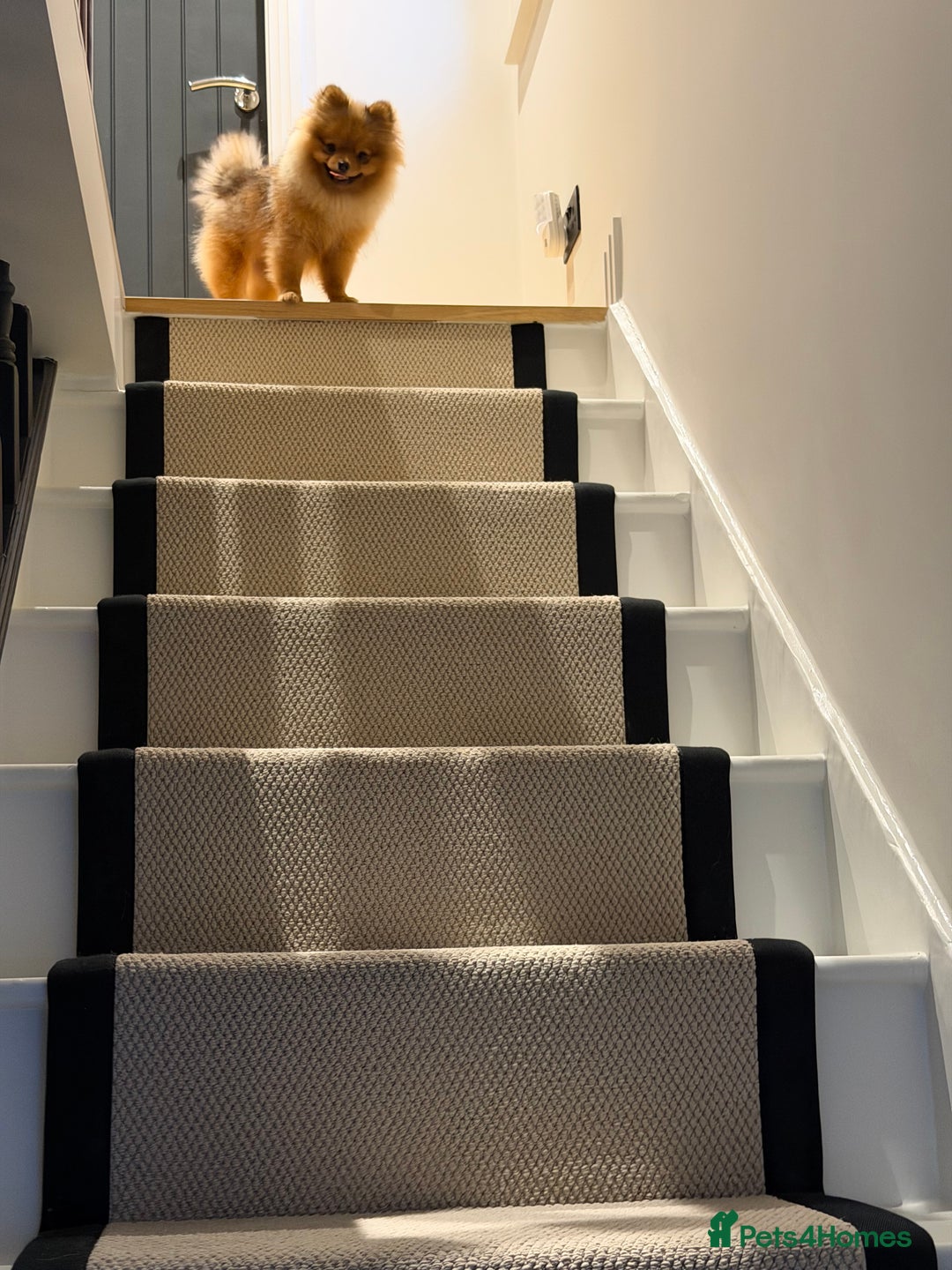 Pomeranian dogs for sale: Pomeranian girl 🤎 - Advert 4