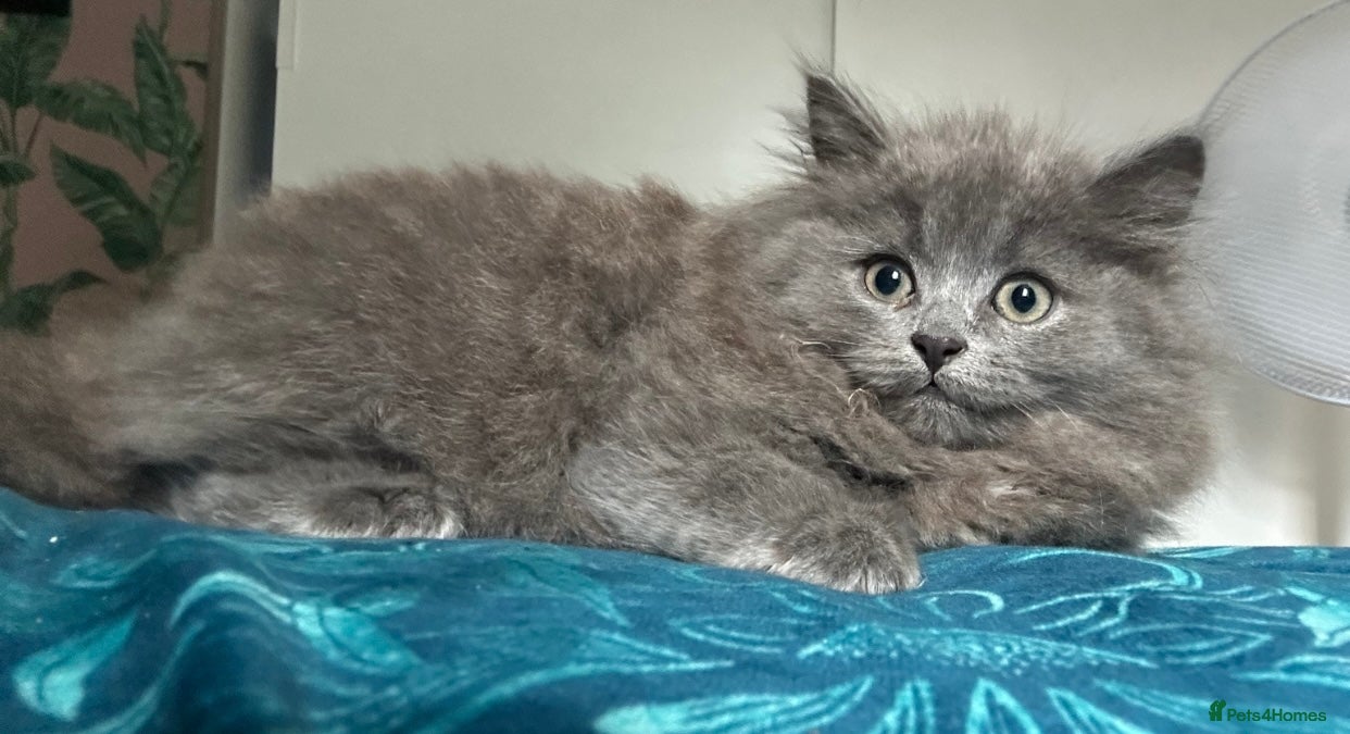 Siberian cats Pedigree Regisyered Siberian Kittens - Advert 1