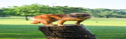 Golden Retriever dogs for sale: Working Golden Retriever Puppies - Advert 12