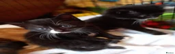 Mixed Breed cats for sale: 3 kittens left for sale - Advert 6