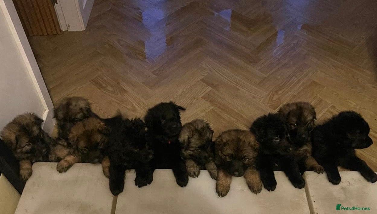 German Shepherd dogs KC HEALTH TEST LONG HAIRED GERMAN SHEPHERD PUPPIES - Advert 15