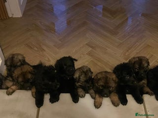 German Shepherd dogs KC HEALTH TEST LONG HAIRED GERMAN SHEPHERD PUPPIES - Advert 3