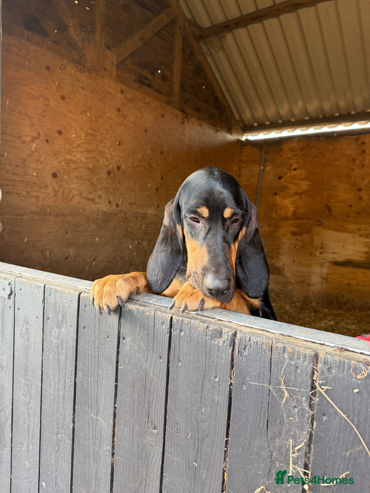 Bloodhound dogs Bloodhound puppies  - Advert 1