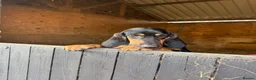 Bloodhound dogs for sale: Bloodhound puppies  in Dereham - Advert 1