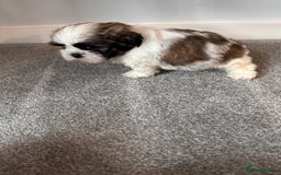 Shih Tzu dogs for sale: 5 gorgeous Shih Tzu puppies - Image 9