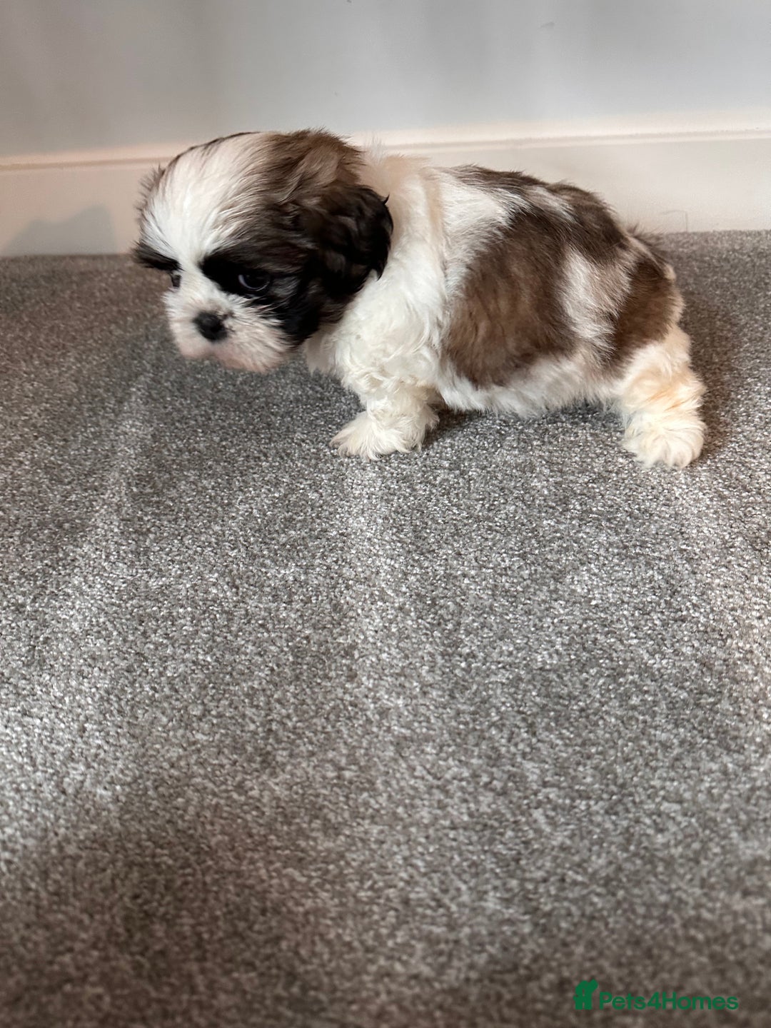 Shih Tzu dogs for sale: 5 gorgeous Shih Tzu puppies - Image 9