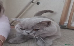 British Shorthair cats for stud: Lilac BSH stud duties GLOUCESTERSHIRE in Cheltenham - Image 15
