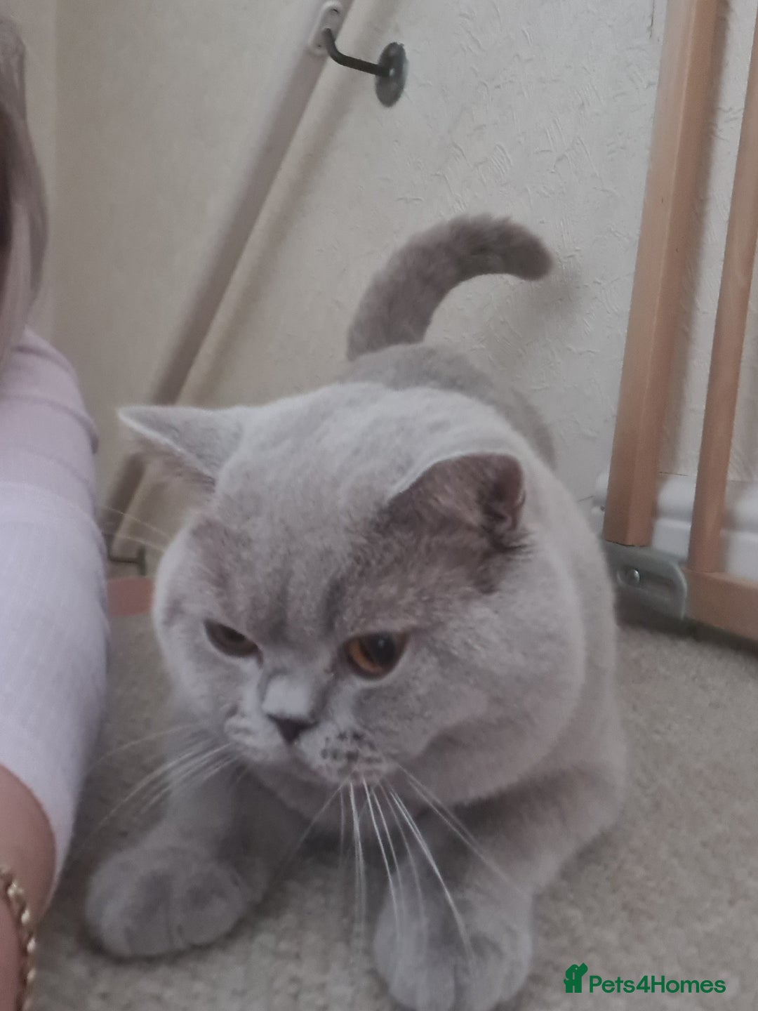 British Shorthair cats for stud: Lilac BSH stud duties GLOUCESTERSHIRE in Cheltenham - Image 15