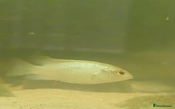 Cichlids fish for sale: Electric blue acaras - Image 2
