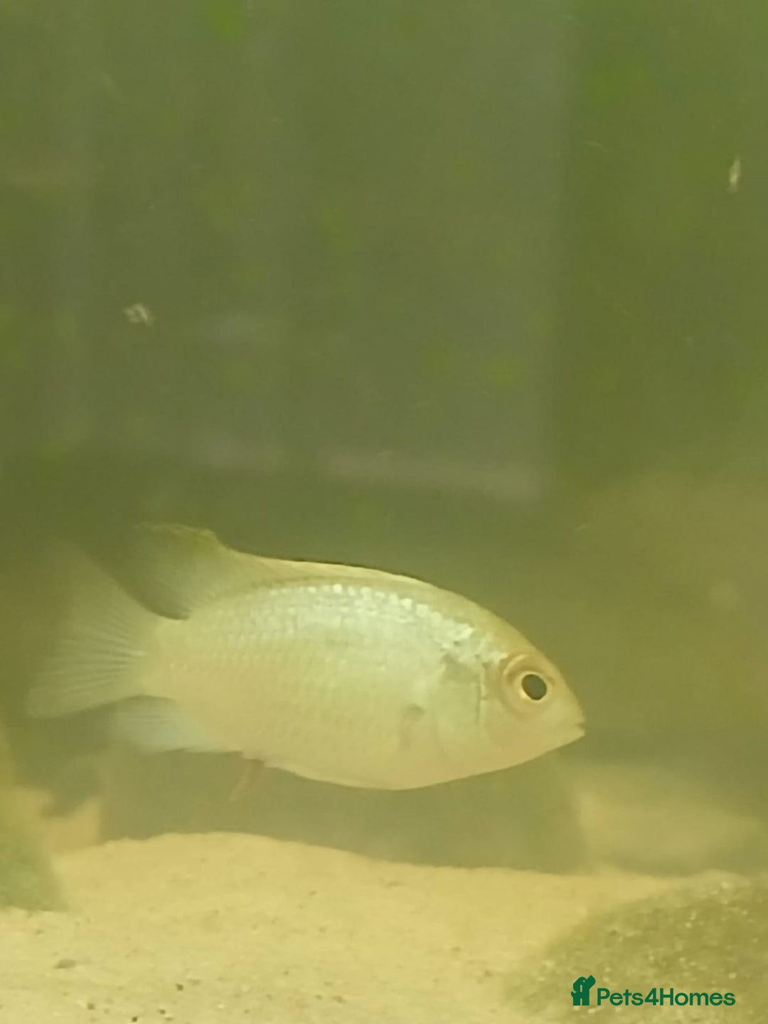Cichlids fish for sale: Electric blue acaras - Image 2