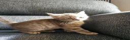 Mixed Breed cats for sale: Beautiful Kittens  - Advert 10