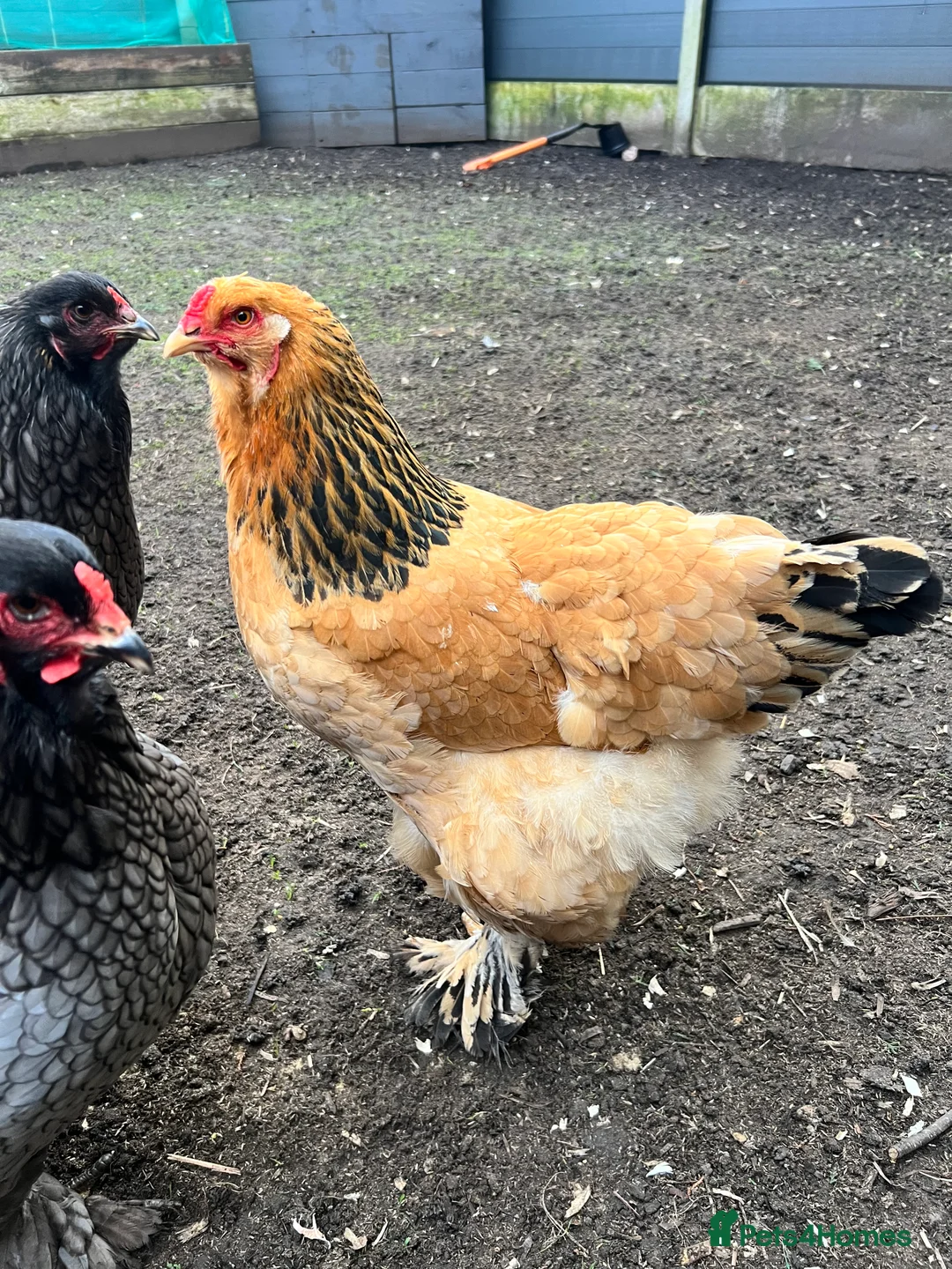 Chickens poultry for sale: Trio of Brahma Hens - Advert 1