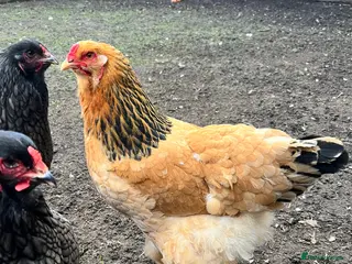 Chickens poultry Trio of Brahma Hens - Advert 1
