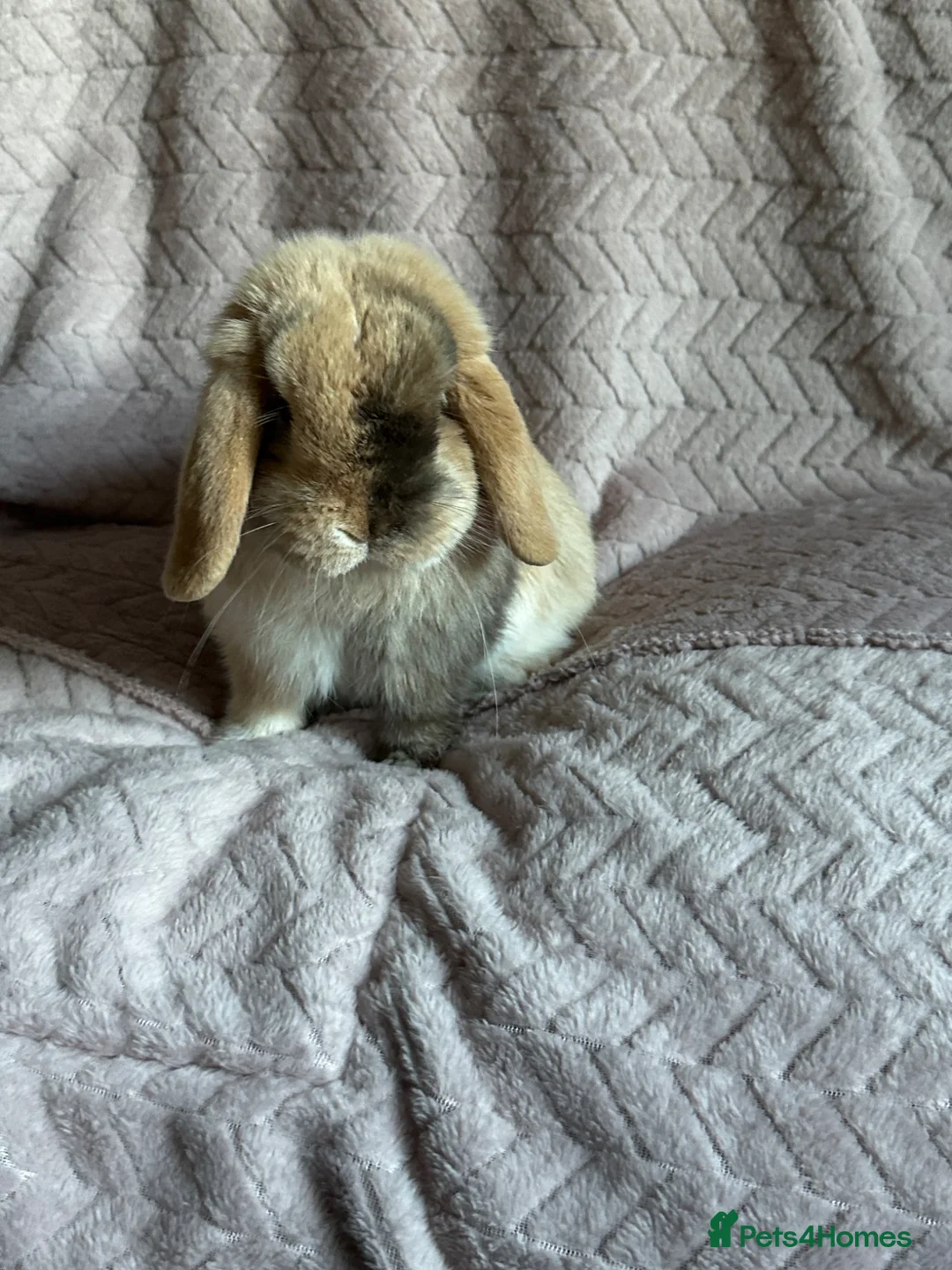 Mini Lop rabbits for sale: Chocolate Harlequin Bunny  in Altrincham - Advert 3