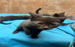 Mixed Breed cats for sale: 7 kittens looking for new home - Image 17