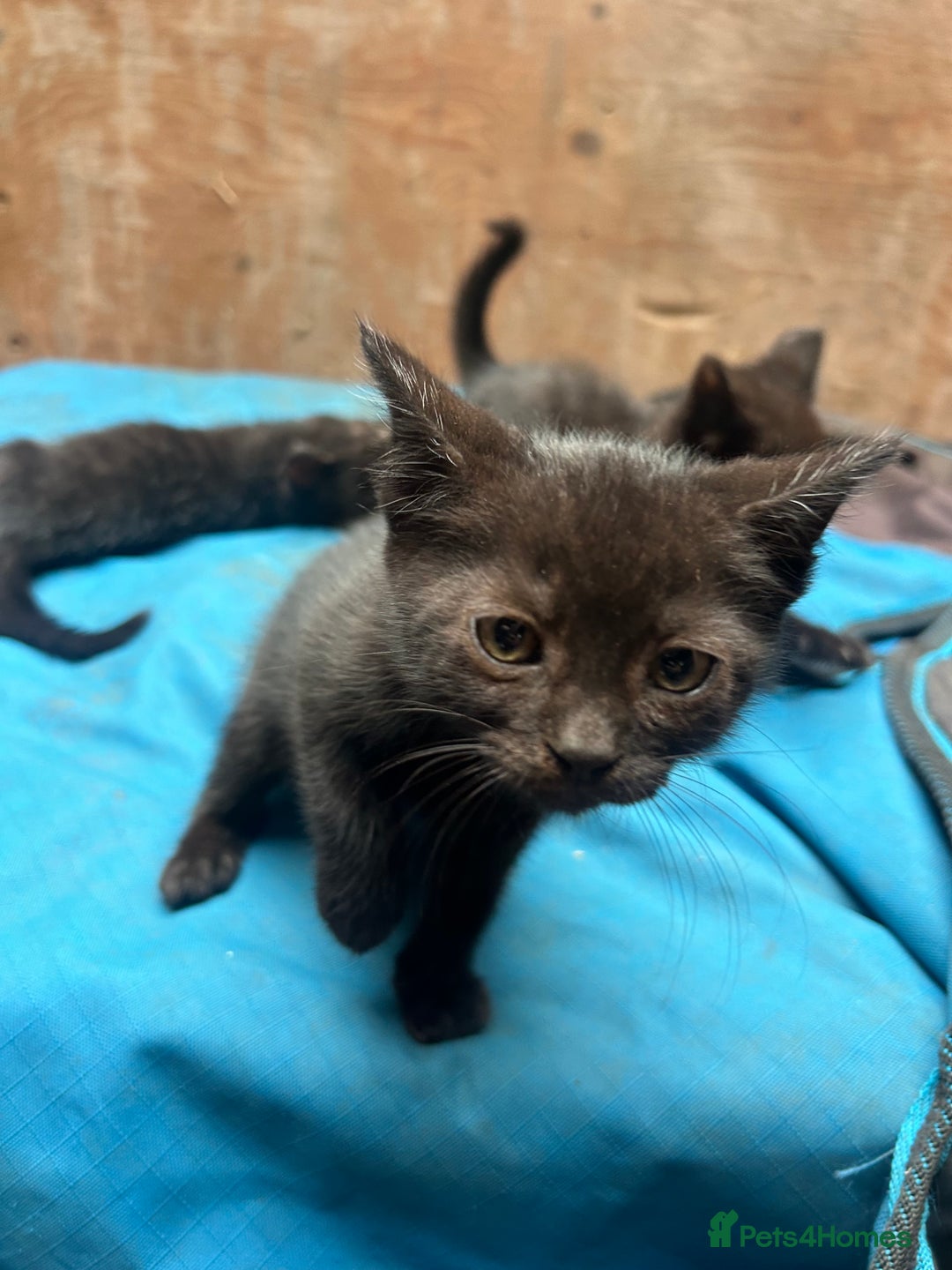 Mixed Breed cats for sale: 7 kittens looking for new home - Image 17