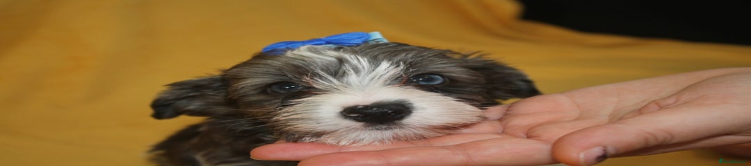 Milo