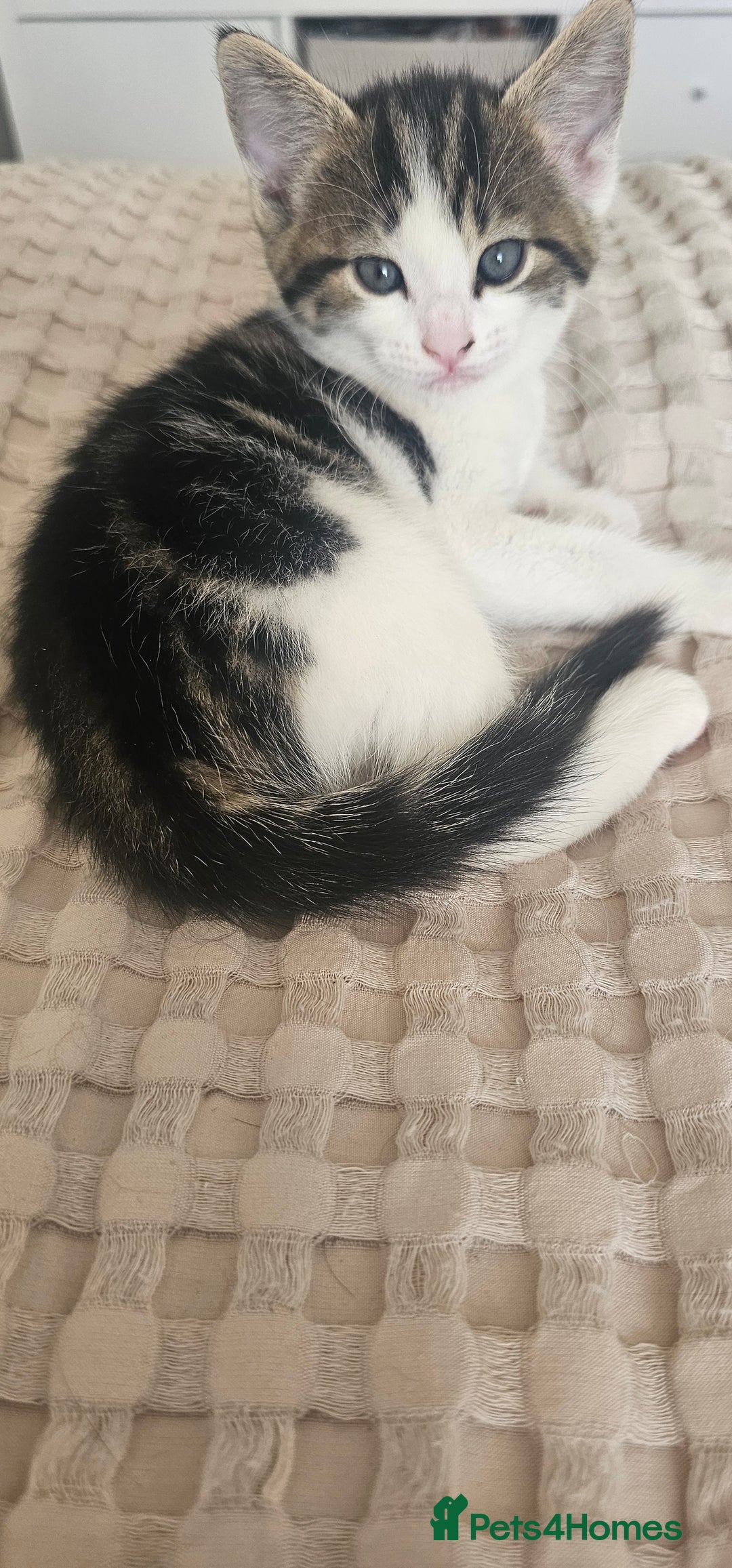 Mixed Breed cats for sale: Beautiful friendly kitties 💖 ready for homes 💕 - Image 13