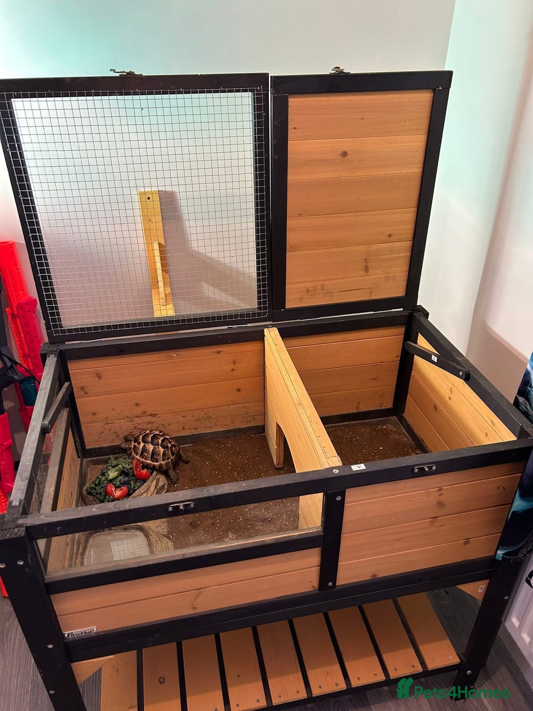 Hermann Tortoise reptiles for sale: Tommy the Tortoise - Advert 5