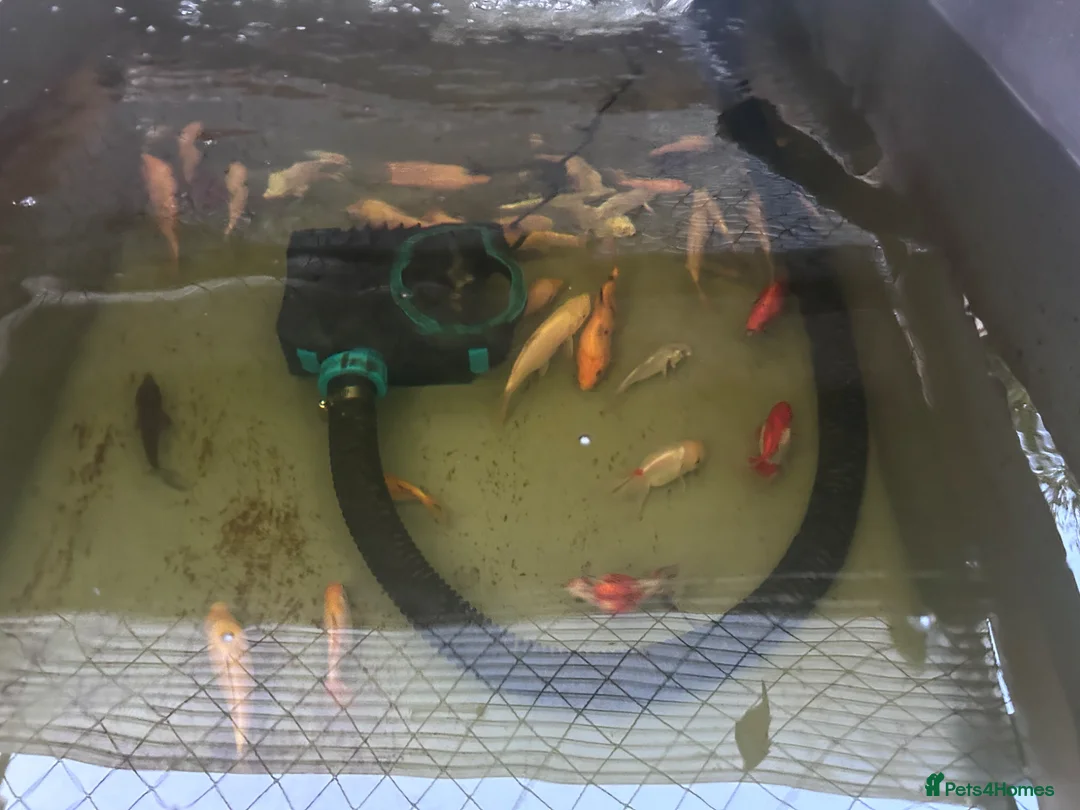 Koi Carp fish for sale: Assorted Koi Carp for sale in Basingstoke - Advert 1