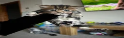 Mixed Breed cats for sale: Spiral tabby kittens 😍 in Hounslow - Advert 9