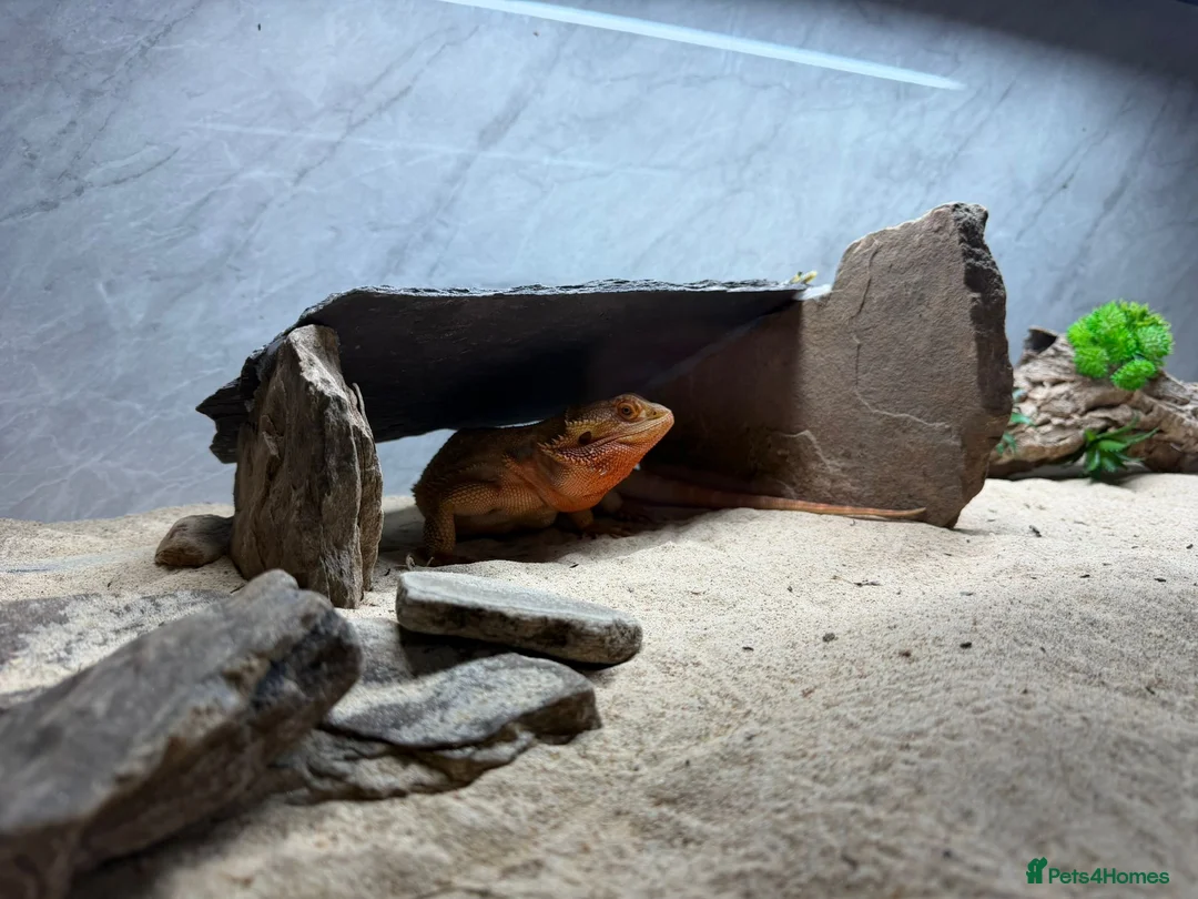 Bearded Dragon reptiles for sale: Bearded dragons in Glasgow - Advert 13