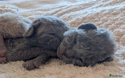 Devon Rex cats for sale: Blue & Lilac Devon Rex Kittens Taking Reservations - Image 13