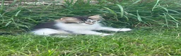 Mixed Breed cats for sale: Long & short haired kittens males and females  - Advert 9