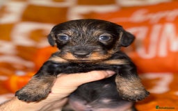 Dachshund dogs for sale: 🩷💙Stunning KC Wire haired Dachshunds🩷💙 - Image 3