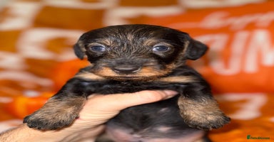 Dachshund dogs - Advert 4
