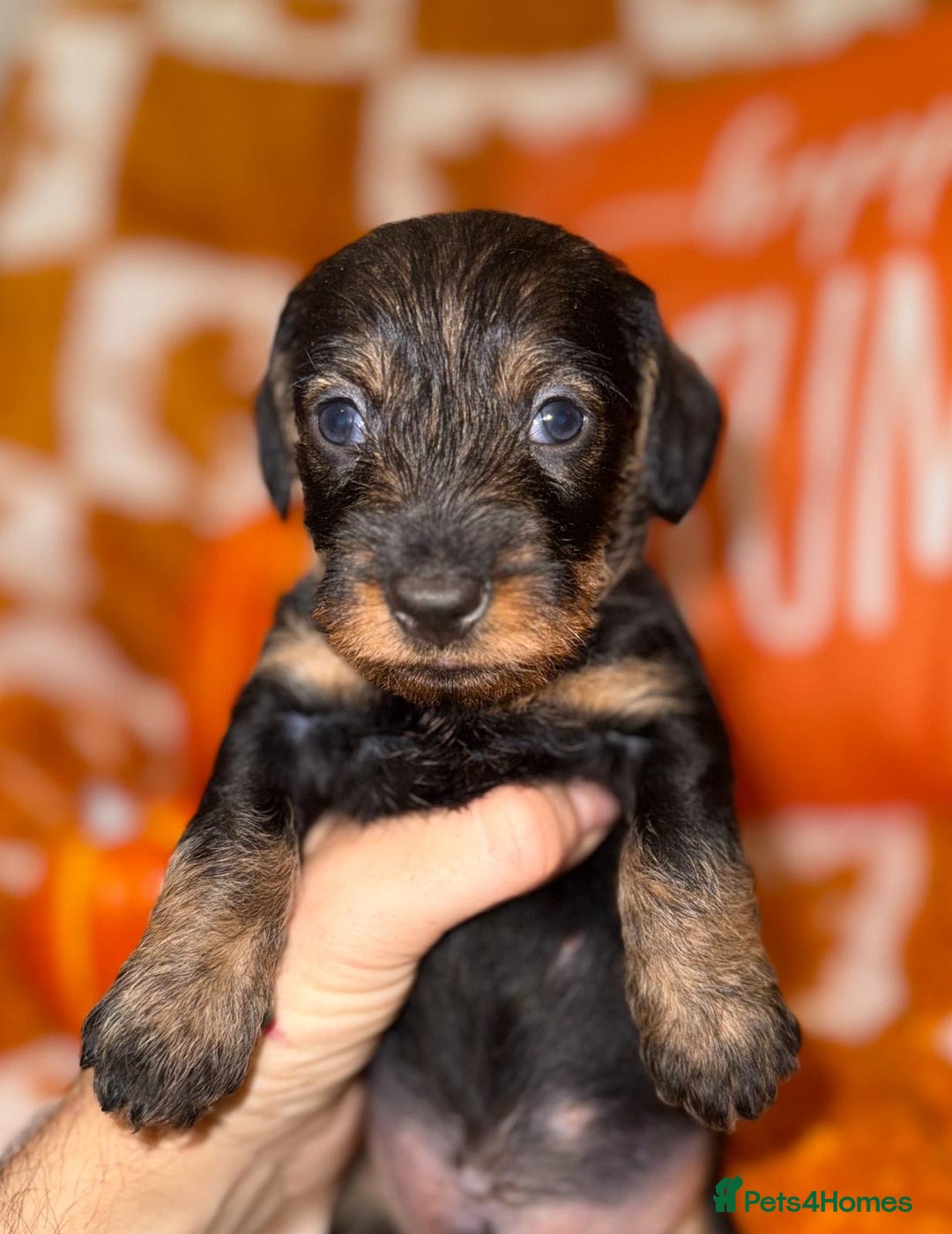 Dachshund dogs for sale: 🩷💙Stunning KC Wire haired Dachshunds🩷💙 - Image 3