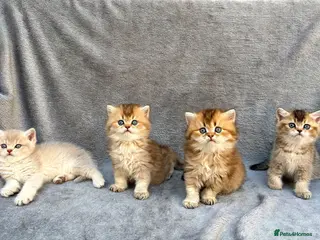 British Longhair cats Pedigree British shorthair/ longhair golden lilac - Advert 1