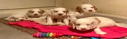 Clumber Spaniel dogs for sale: KC Working Clumber Spaniel - 2 boys available  - Advert 2