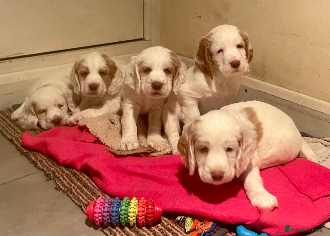 Clumber Spaniel dogs for sale: KC Working Clumber Spaniel - 2 boys available  - Image 2