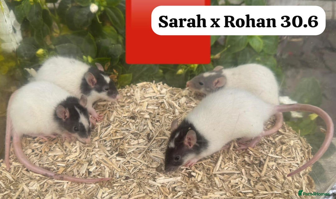 Rat rodents for sale: Baby and young rats ready now. Sheffield - Image 32