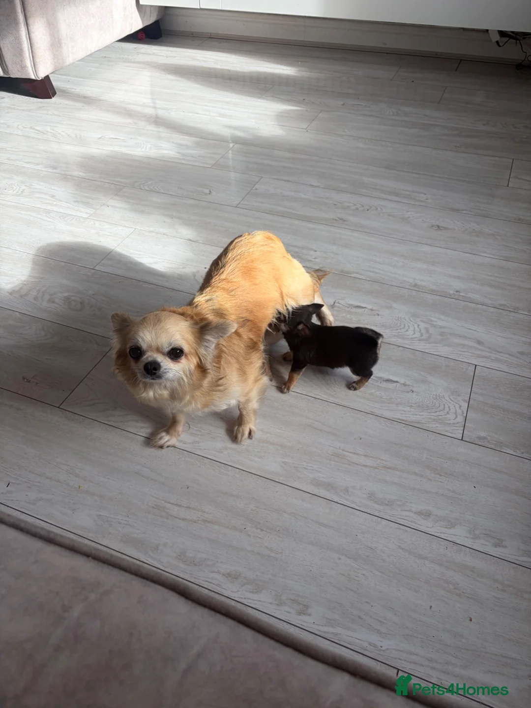Chihuahua dogs for sale: Long and smooth chihuahua puppies  - Advert 1