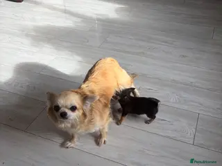 Chihuahua dogs Long and smooth chihuahua puppies - Advert 4