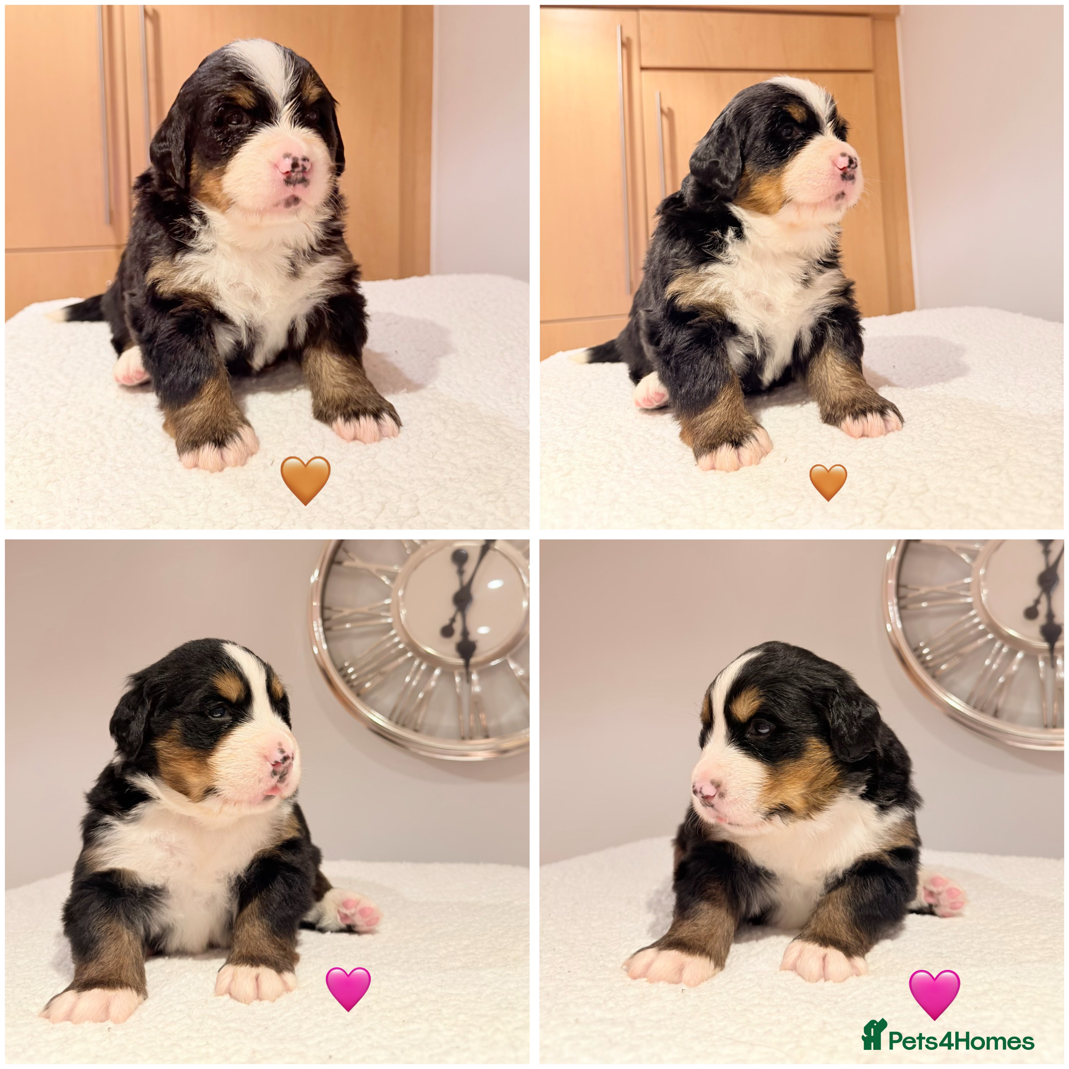 Bernese Mountain Dog dogs Stunning Pedigree Bernese Mountain Puppies - Advert 7