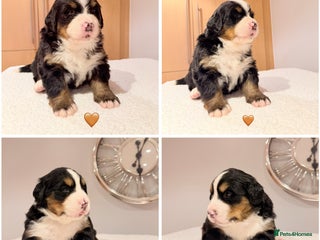 Bernese Mountain Dog dogs Stunning Pedigree Bernese Mountain Puppies - Advert 7