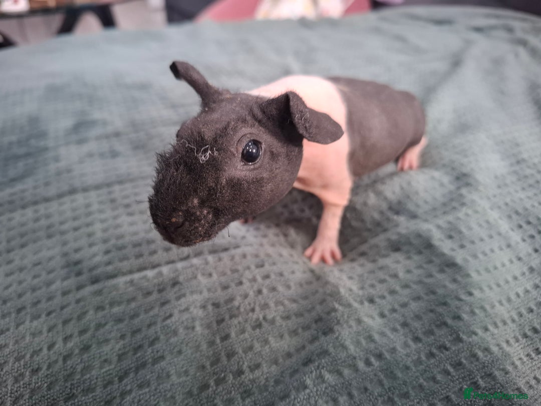 Guinea Pig rodents for sale: Skinny guinea pig boars. - Advert 5