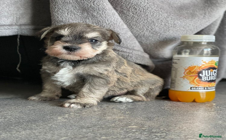 Miniature Schnauzer dogs - Advert 2