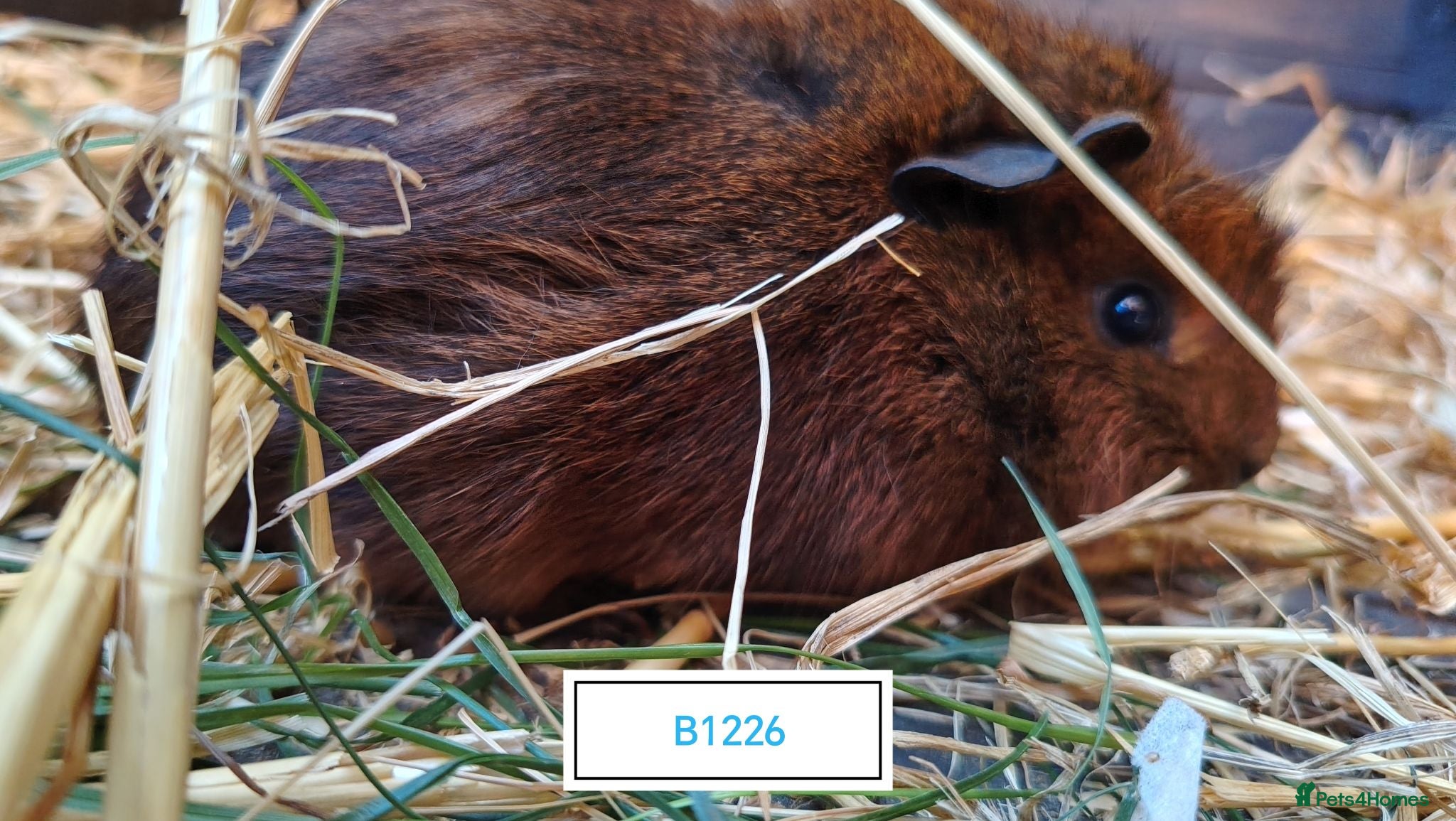 Guinea Pig rodents Stunning Baby Guine Pigs (sows and boars)  - Advert 2