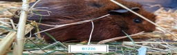 Guinea Pig rodents for sale: Stunning Baby Guine Pigs (sows and boars)  - Advert 2