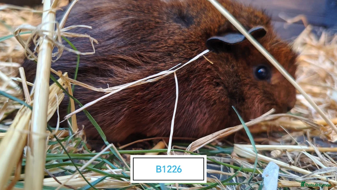 Guinea Pig rodents for sale: Stunning Baby Guine Pigs (sows and boars)  - Advert 2