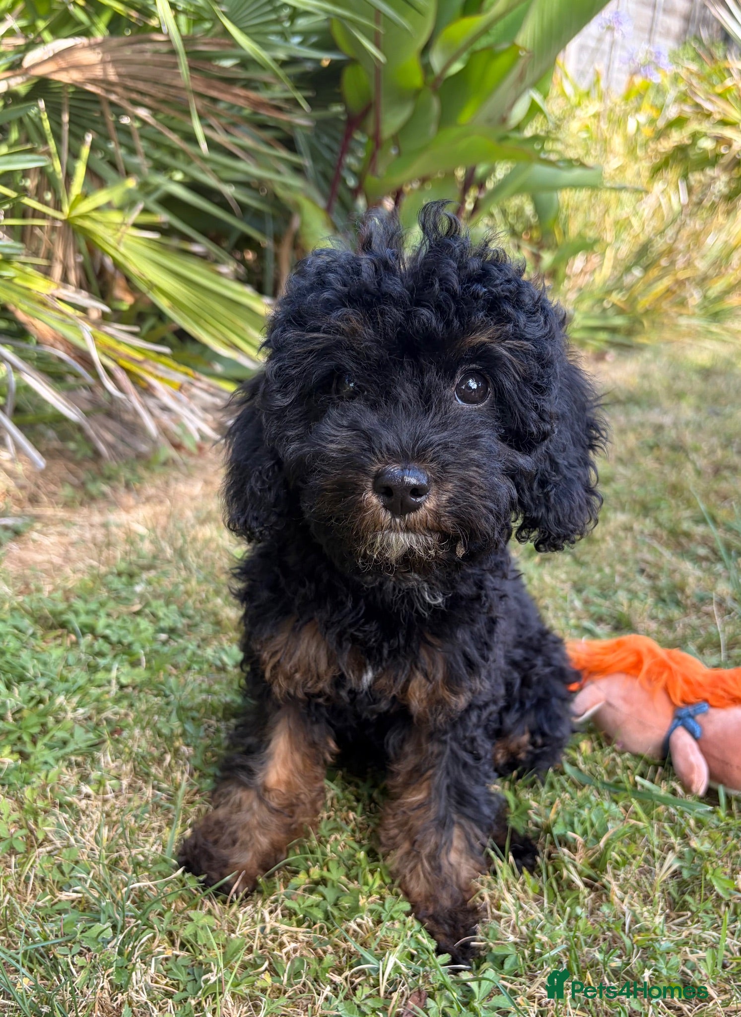 Cockapoo dogs Ready health tested tested cockapoos Girl puppy - Advert 1