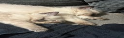 Ragdoll cats for sale: Ragdoll kittens - male - Advert 7