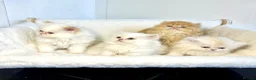 Persian cats for sale: BEAUTIFUL DOLL FACE FULL PERSIAN LONG HAIR KITTEN in Barnet - Advert 5