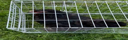 Chickens poultry for sale: Pair of brahmas - Advert 10