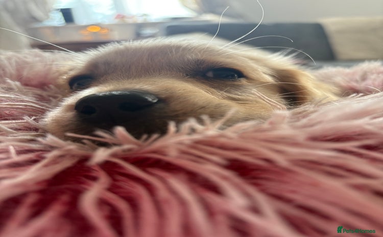 Golden Retriever dogs - Advert 3